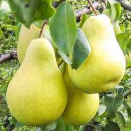 Саджанець Груша Бланка в контейнері